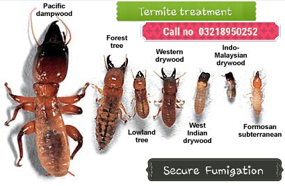 termite proofing services