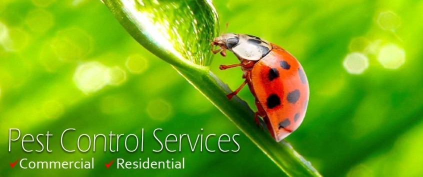 secure Fumigation services-pest control services