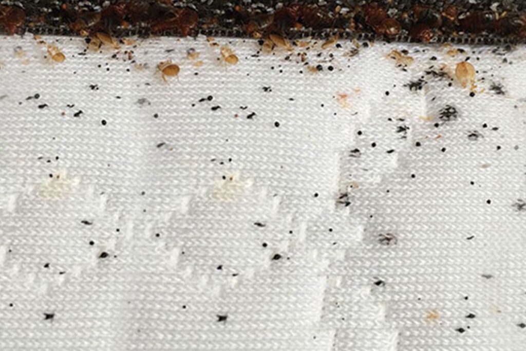 Bed bugs Fumigtaion & bed Bugs Treatment In karachi pakistan