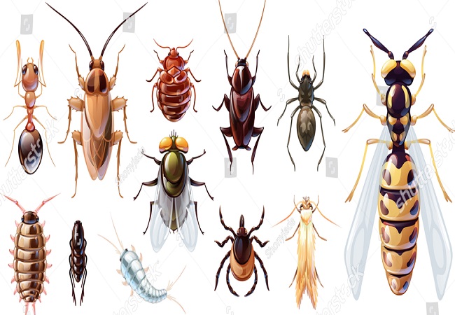 General Fumigtaion services in karachi pakistan House hold Insects Treatment in karachi