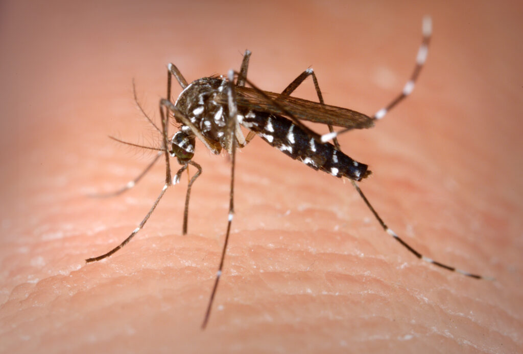 Mosquitoes Fumigtaion services In karachi Mosquitoes spary treatment