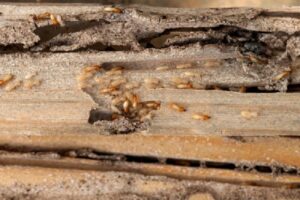 termite profing treatment in karachi pakistan, termite fumigtaion services, termite fumigtaion company, termite proofing company, deemak treatment in karachi